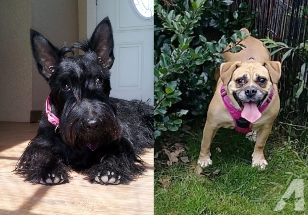 Beabull vs Scottish Terrier - Breed Comparison