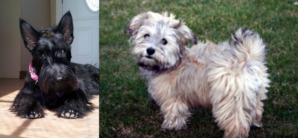 Havapoo vs Scottish Terrier - Breed Comparison
