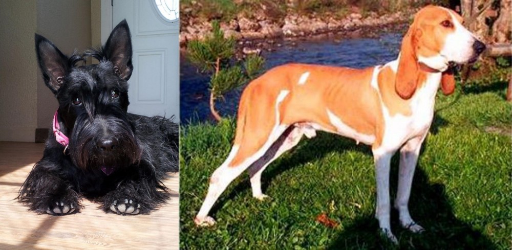 Schweizer Laufhund vs Scottish Terrier - Breed Comparison
