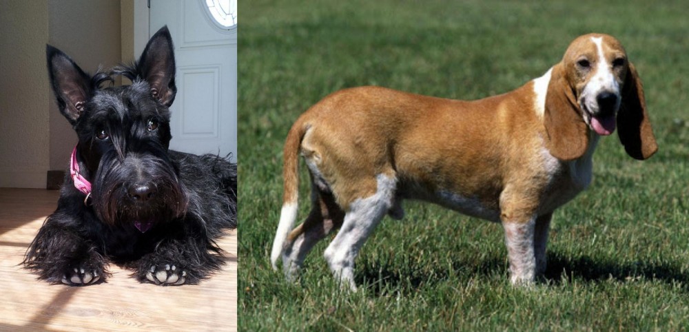 Schweizer Niederlaufhund vs Scottish Terrier - Breed Comparison