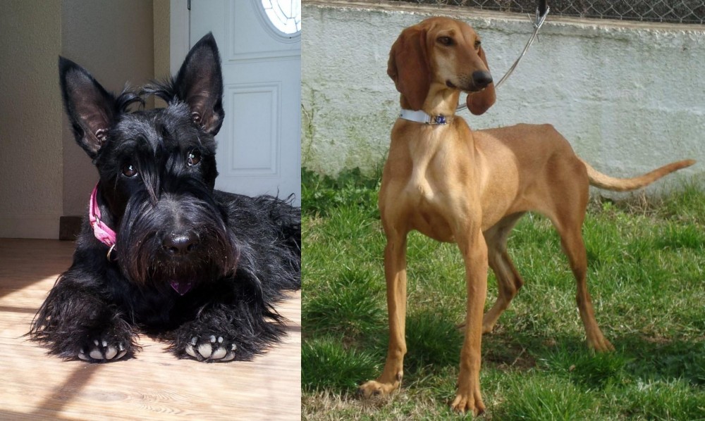Segugio Italiano vs Scottish Terrier - Breed Comparison