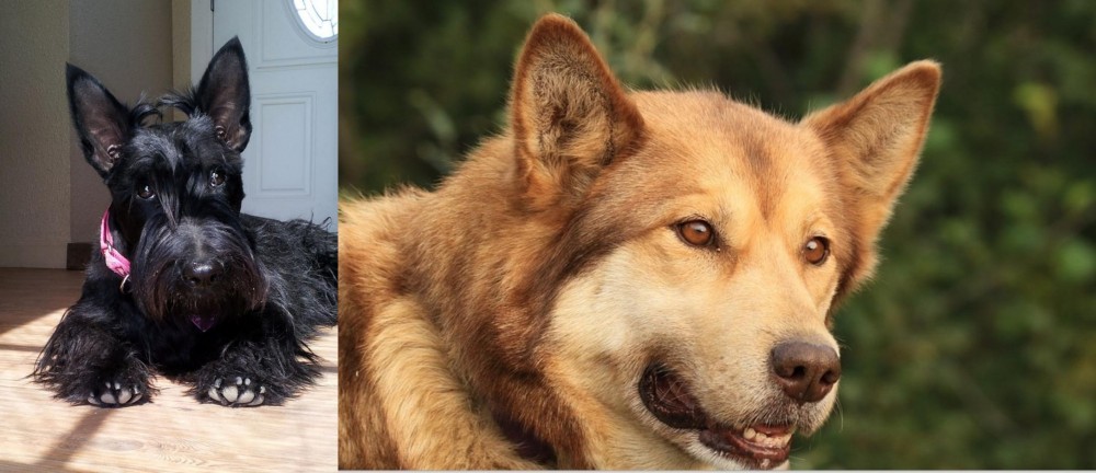 Seppala Siberian Sleddog vs Scottish Terrier - Breed Comparison