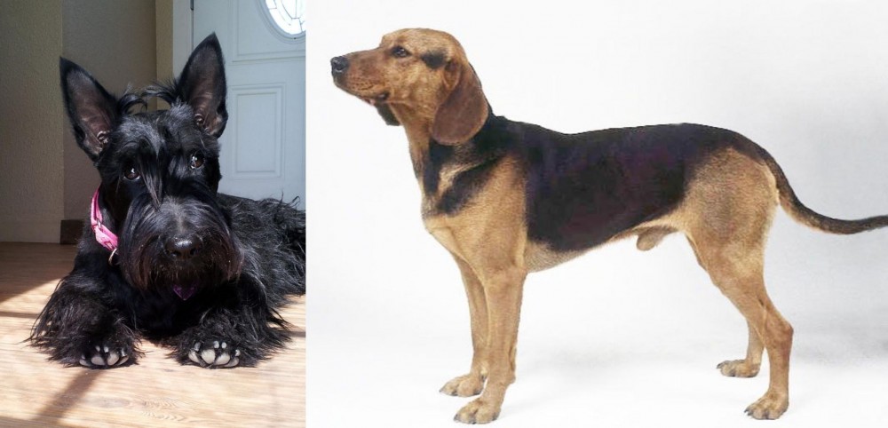 Serbian Hound vs Scottish Terrier - Breed Comparison