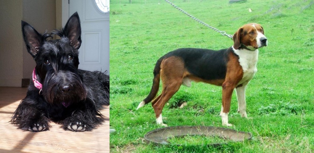 Serbian Tricolour Hound vs Scottish Terrier - Breed Comparison