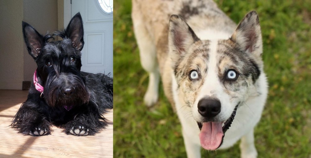 Shepherd Husky vs Scottish Terrier - Breed Comparison