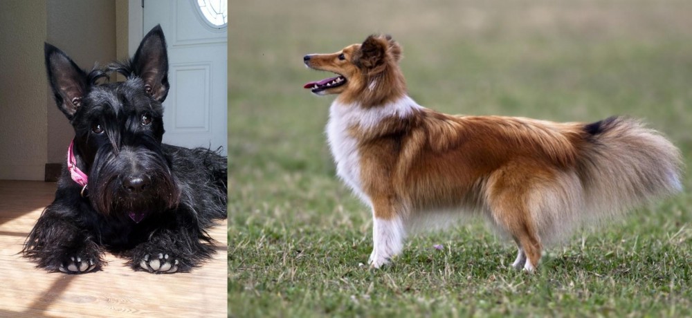 Shetland Sheepdog vs Scottish Terrier - Breed Comparison