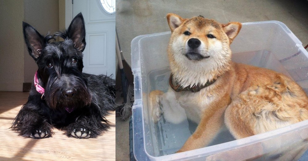 Shiba Inu vs Scottish Terrier - Breed Comparison