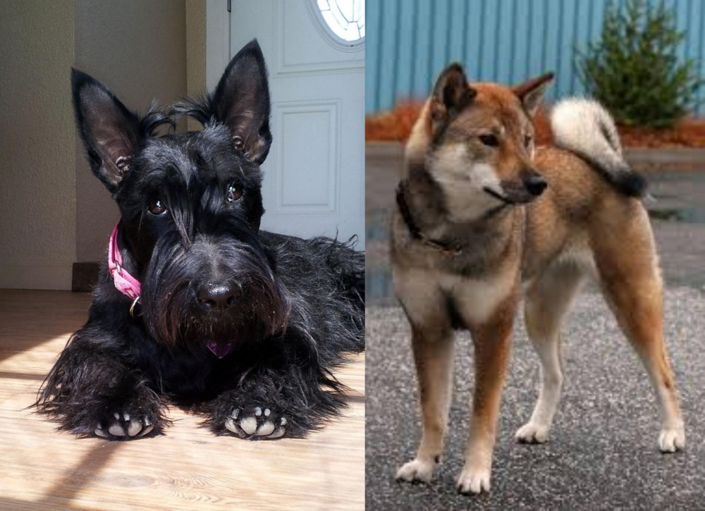 Shikoku vs Scottish Terrier - Breed Comparison