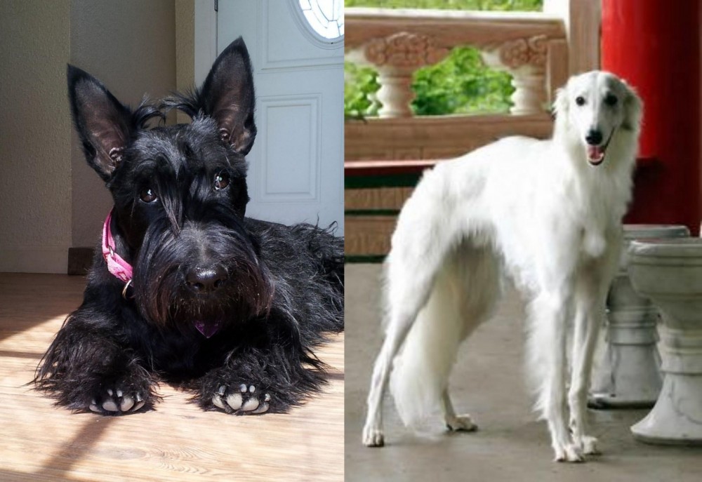 Silken Windhound vs Scottish Terrier - Breed Comparison