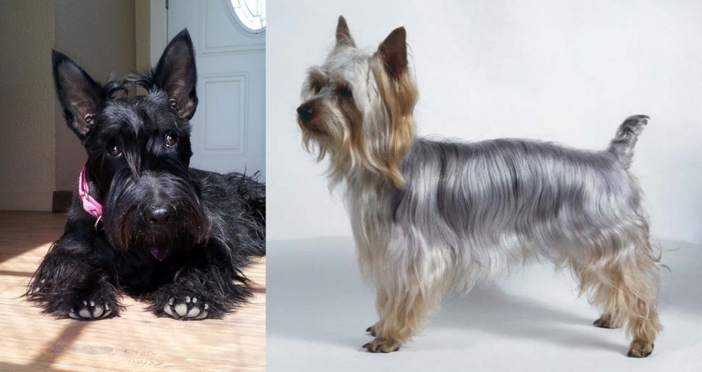 Silky Terrier vs Scottish Terrier - Breed Comparison