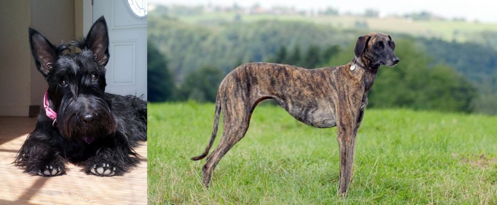 Sloughi vs Scottish Terrier - Breed Comparison