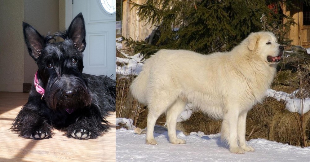 Slovak Cuvac vs Scottish Terrier - Breed Comparison