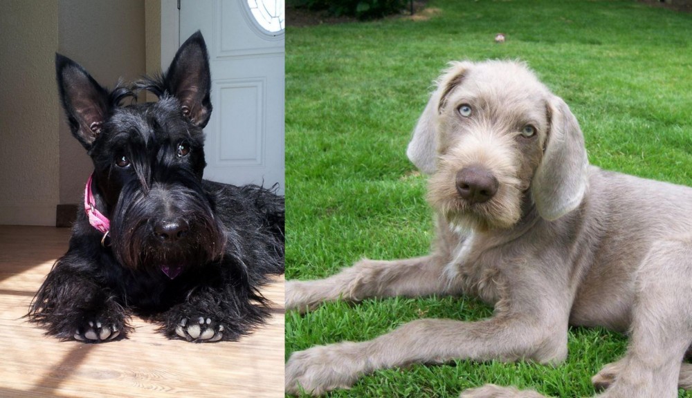 Slovakian Rough Haired Pointer vs Scottish Terrier - Breed Comparison