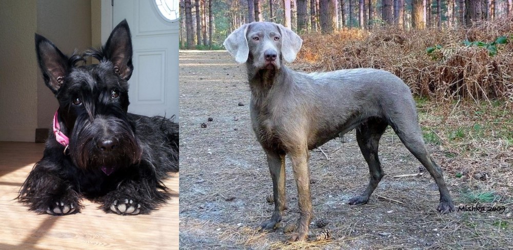 Slovensky Hrubosrsty Stavac vs Scottish Terrier - Breed Comparison