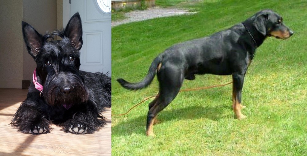 Smalandsstovare vs Scottish Terrier - Breed Comparison