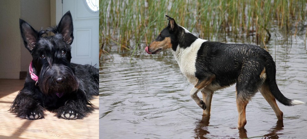 Smooth Collie vs Scottish Terrier - Breed Comparison