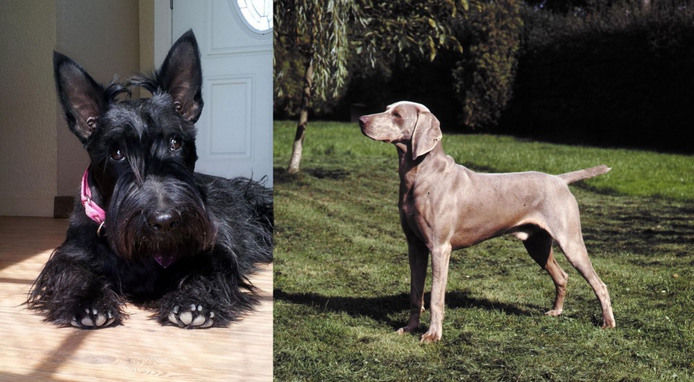 Smooth Haired Weimaraner vs Scottish Terrier - Breed Comparison