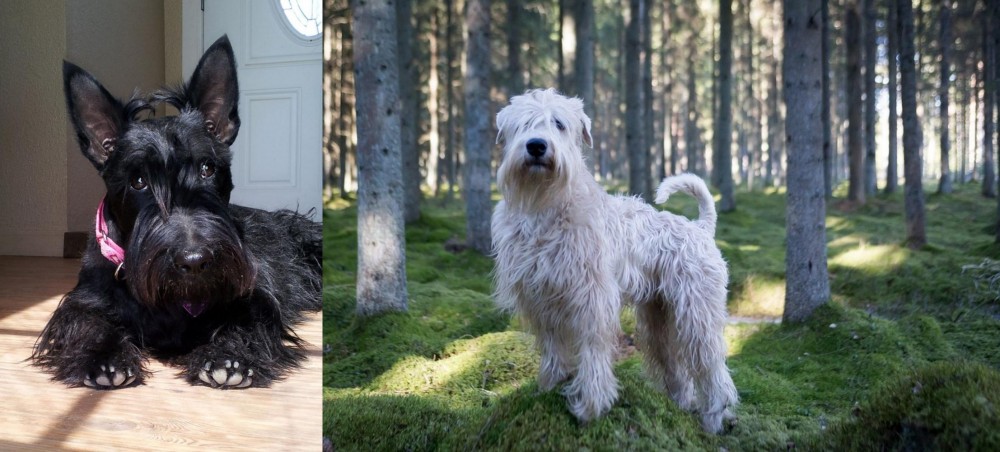 Soft-Coated Wheaten Terrier vs Scottish Terrier - Breed Comparison