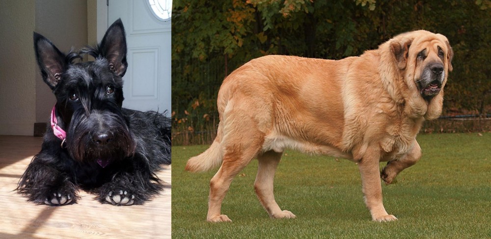 Spanish Mastiff vs Scottish Terrier - Breed Comparison