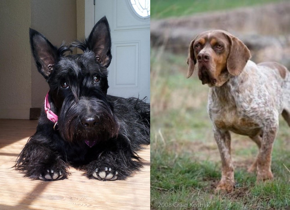 Spanish Pointer vs Scottish Terrier - Breed Comparison