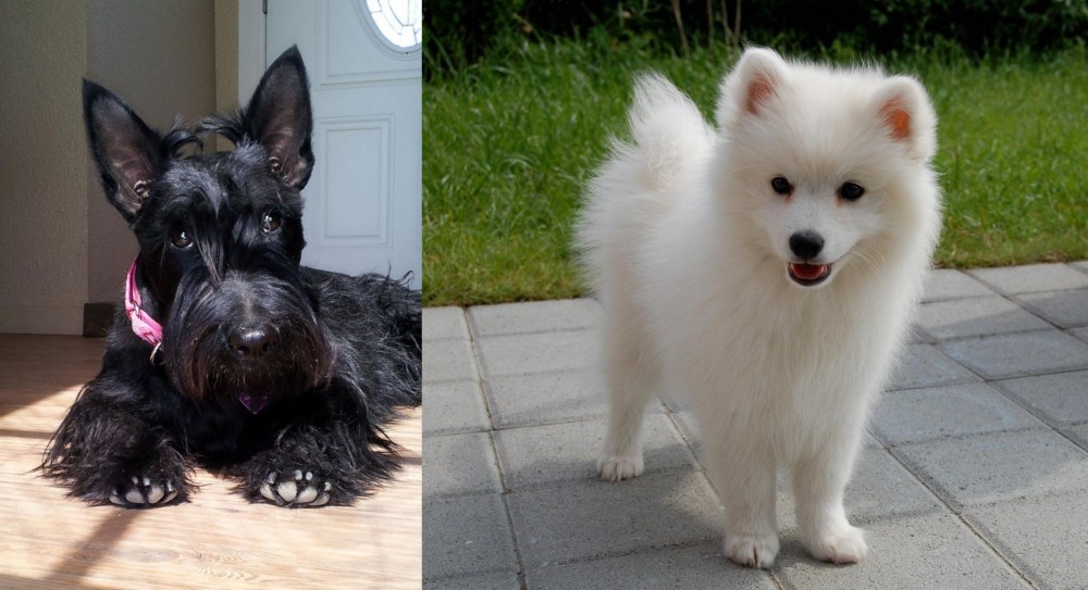 Spitz vs Scottish Terrier - Breed Comparison