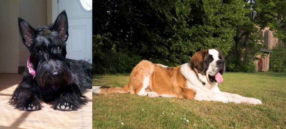 St. Bernard vs Scottish Terrier - Breed Comparison