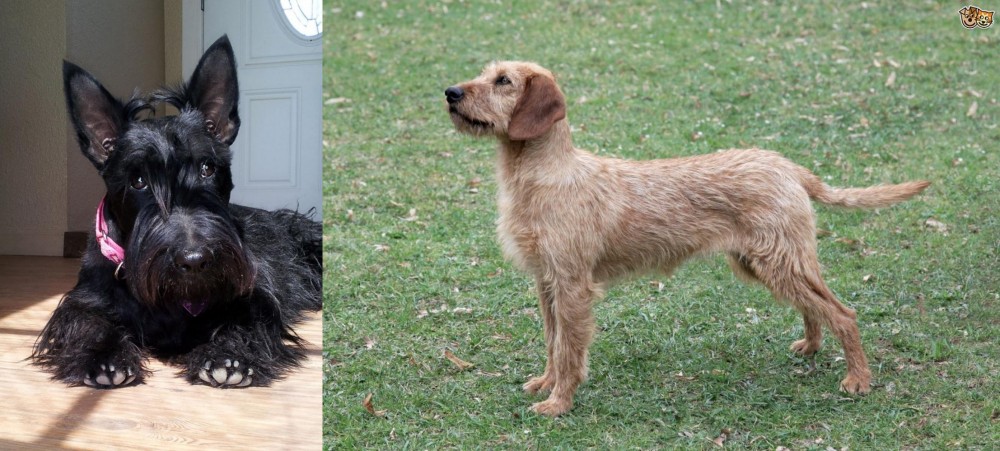 Styrian Coarse Haired Hound vs Scottish Terrier - Breed Comparison