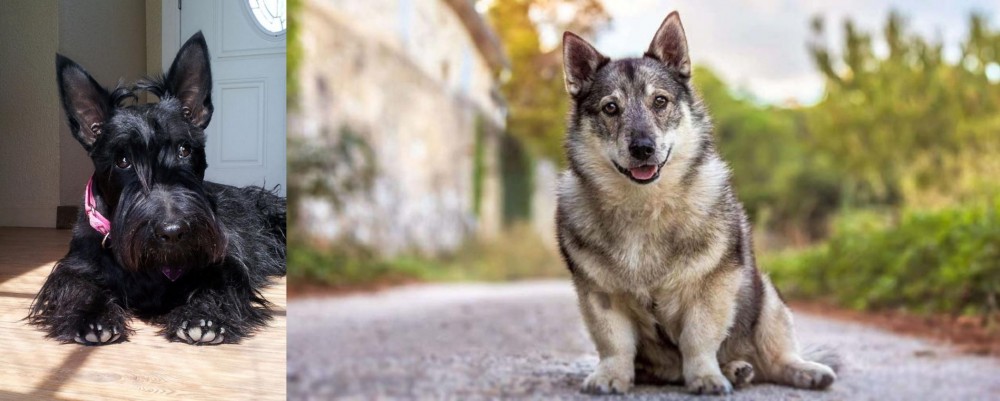 Swedish Vallhund vs Scottish Terrier - Breed Comparison