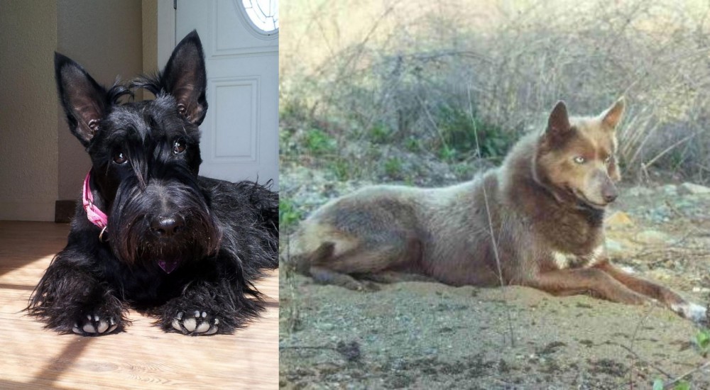 Tahltan Bear Dog vs Scottish Terrier - Breed Comparison