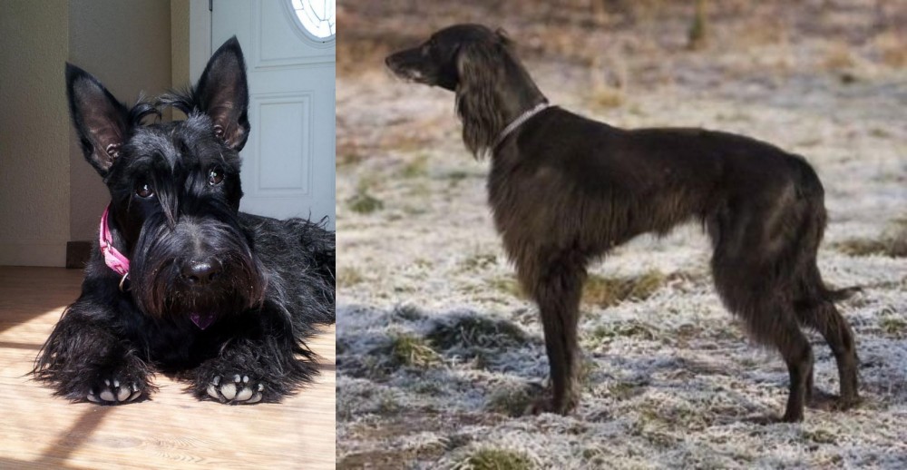 Taigan vs Scottish Terrier - Breed Comparison