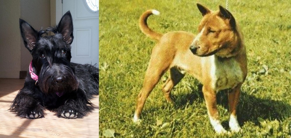 Telomian vs Scottish Terrier - Breed Comparison