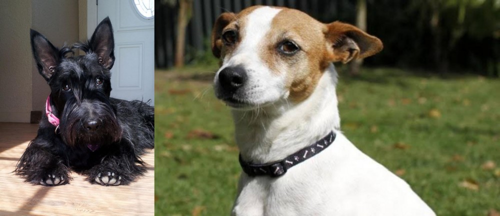 Tenterfield Terrier vs Scottish Terrier - Breed Comparison