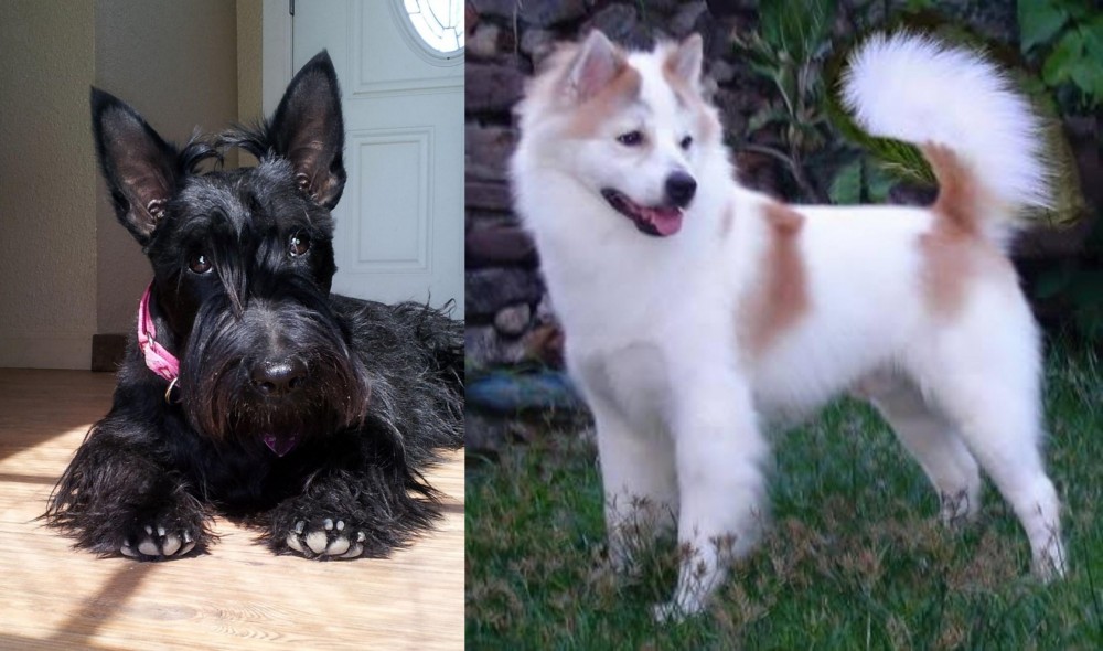 Thai Bangkaew vs Scottish Terrier - Breed Comparison