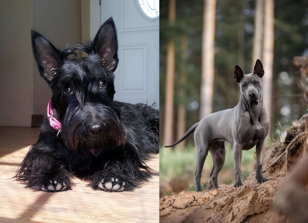 Thai Ridgeback vs Scottish Terrier - Breed Comparison