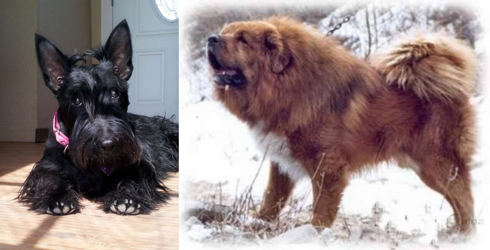 Tibetan Kyi Apso vs Scottish Terrier - Breed Comparison