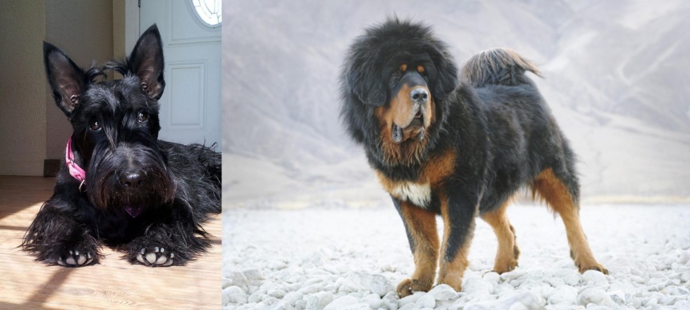 Tibetan Mastiff vs Scottish Terrier - Breed Comparison