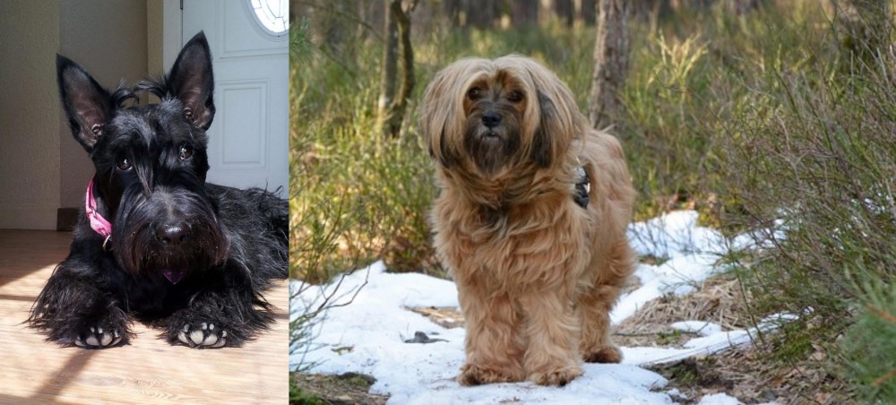 Tibetan Terrier vs Scottish Terrier - Breed Comparison