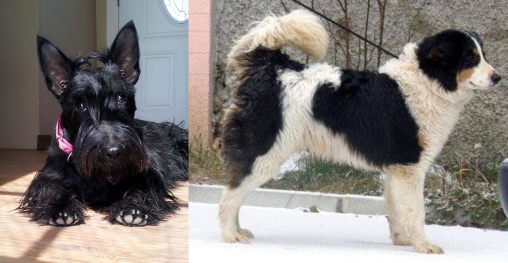 Tornjak vs Scottish Terrier - Breed Comparison