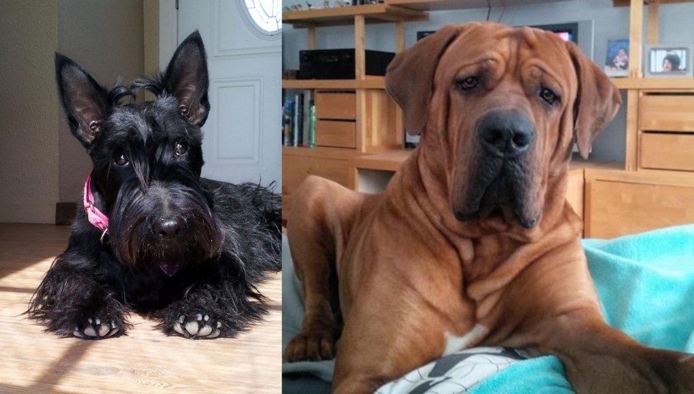 Tosa vs Scottish Terrier - Breed Comparison