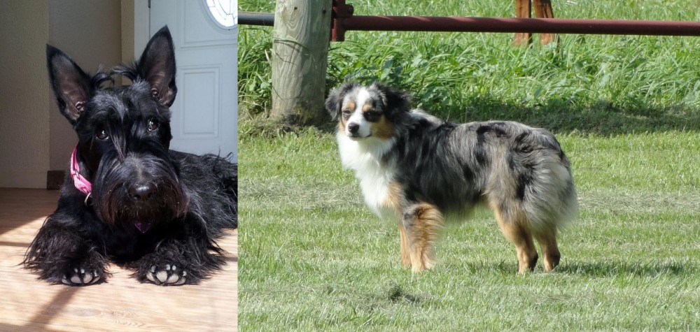 Toy Australian Shepherd vs Scottish Terrier - Breed Comparison