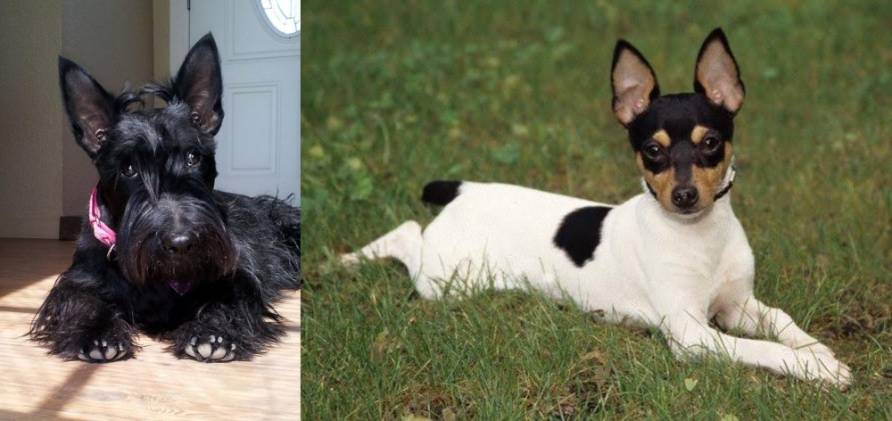 Toy Fox Terrier vs Scottish Terrier - Breed Comparison