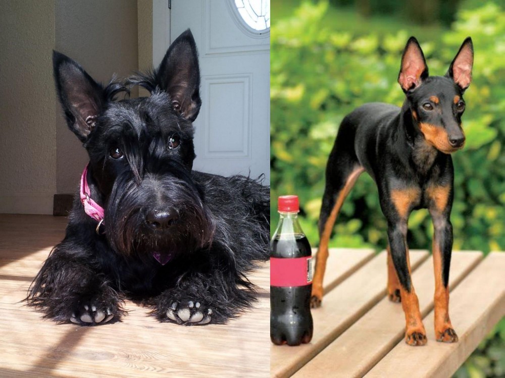 Toy Manchester Terrier vs Scottish Terrier - Breed Comparison