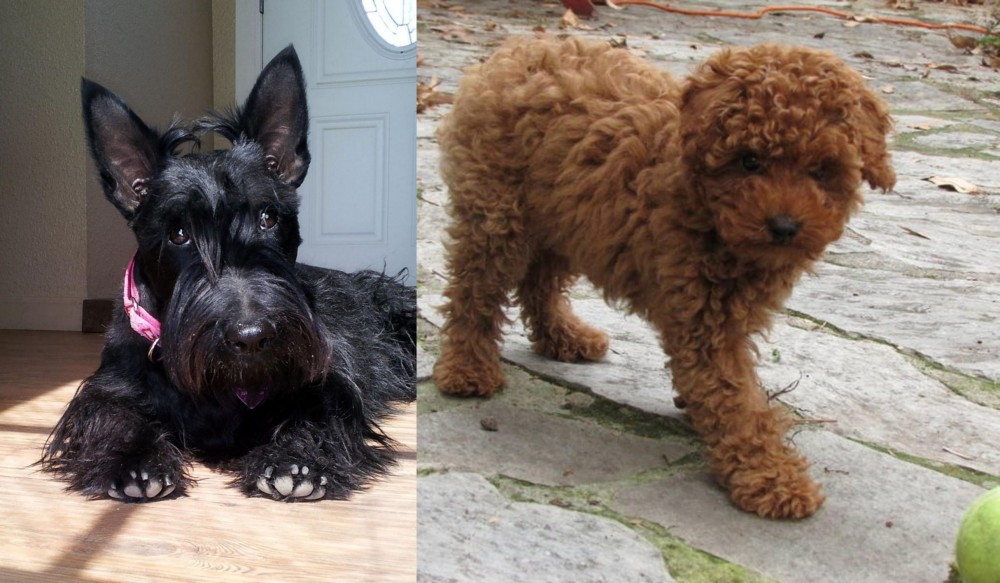 Toy Poodle vs Scottish Terrier - Breed Comparison