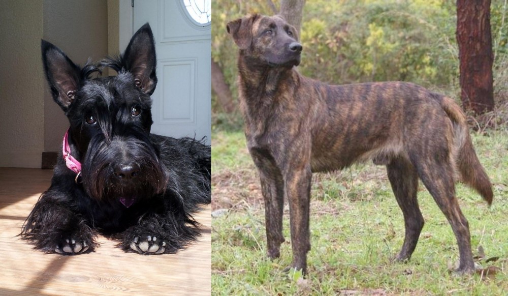 Treeing Tennessee Brindle vs Scottish Terrier - Breed Comparison