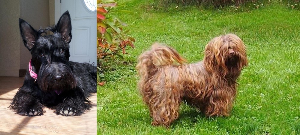 Tsvetnaya Bolonka vs Scottish Terrier - Breed Comparison