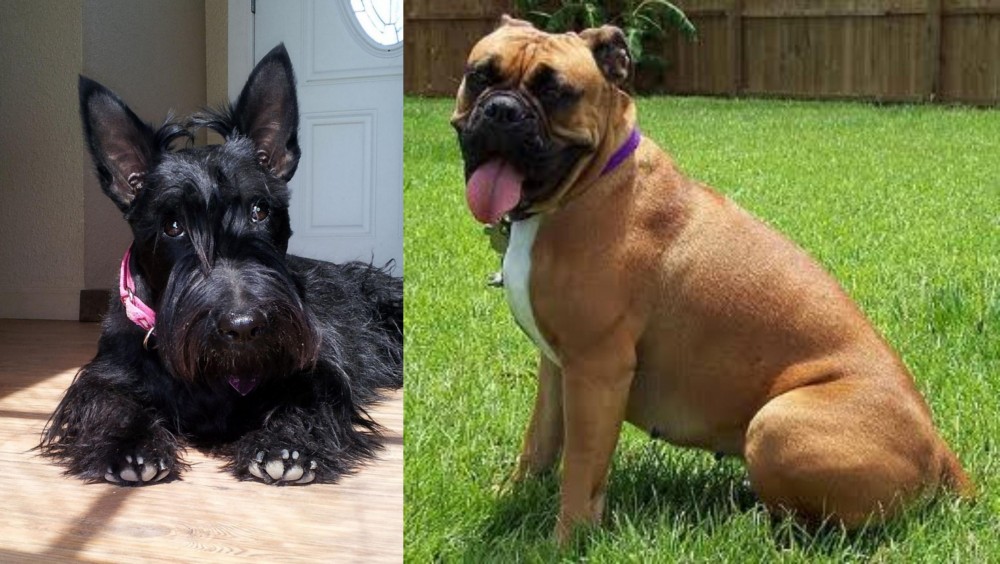 Valley Bulldog vs Scottish Terrier - Breed Comparison