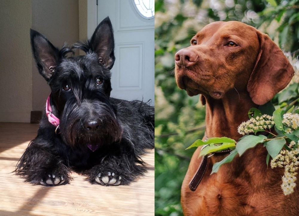 Vizsla vs Scottish Terrier - Breed Comparison