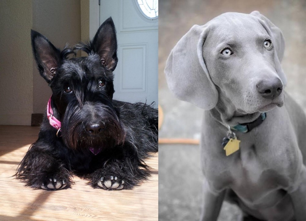 Weimaraner vs Scottish Terrier - Breed Comparison