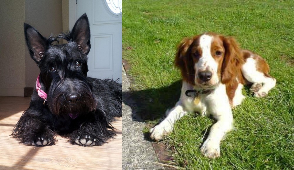 Welsh Springer Spaniel vs Scottish Terrier - Breed Comparison