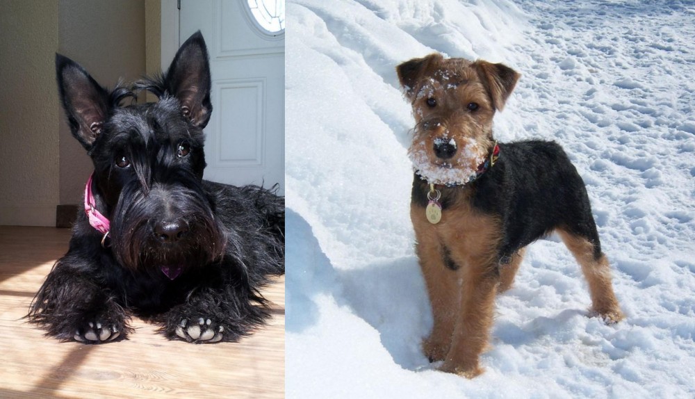 Welsh Terrier vs Scottish Terrier - Breed Comparison